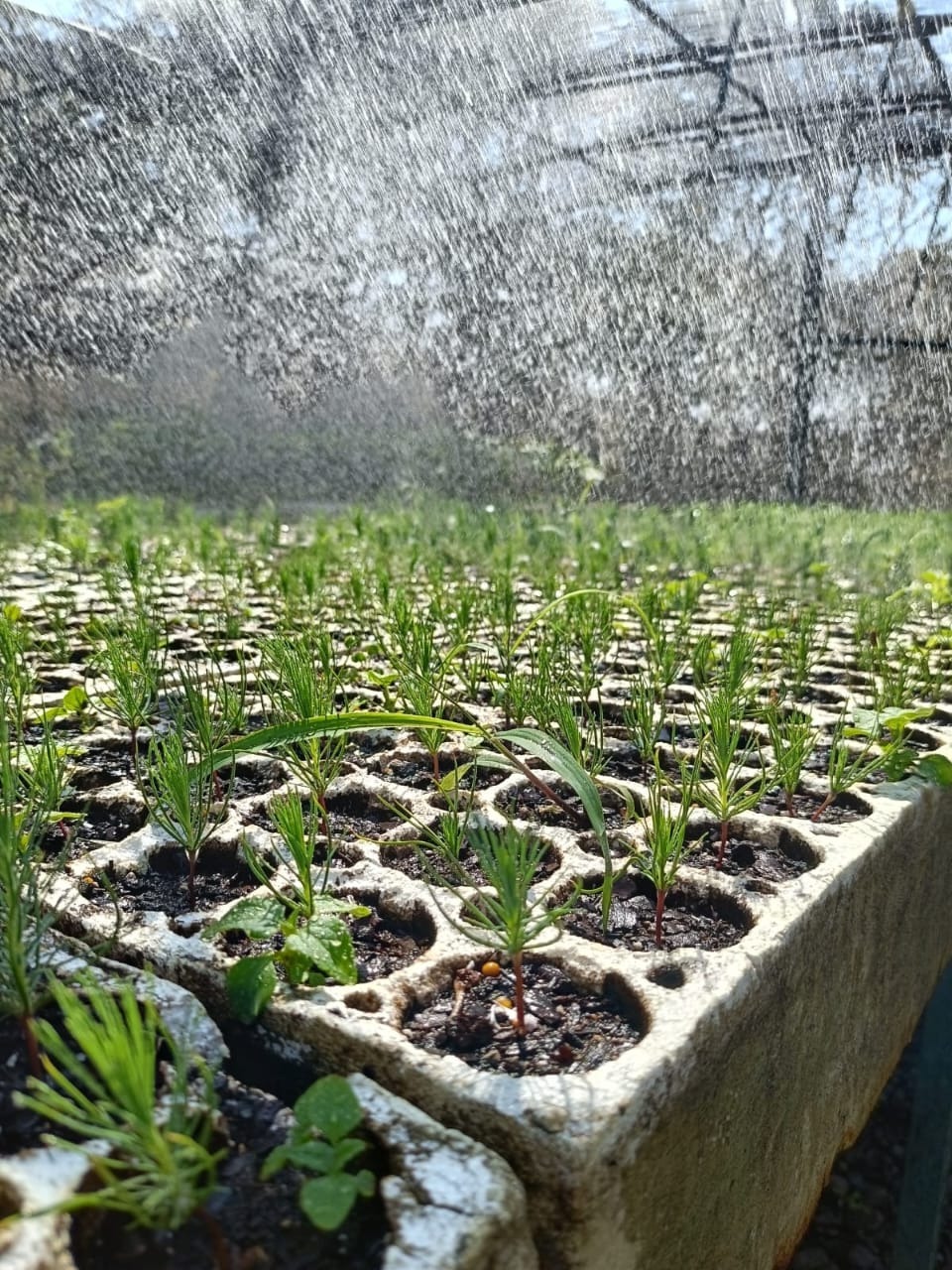 Vivero forestal de Grupo Dragón para la producción de plantas endémicas y reforestación